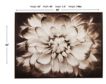 Ashley Phiala Wall Art small image number 3