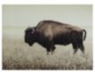 Ashley Accents Buffalo Glass Wall Art small image number 1