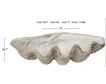 Creative Co-Op White Magnesia Oversize Seashell small image number 5