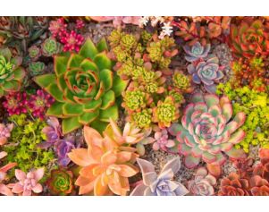 Classy Art 60 x 40 Succulent Dreams Wall Art