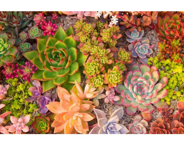 Classy Art 60 x 40 Succulent Dreams Wall Art large image number 1