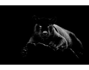 Classy Art Black Panther Glass Art 40 X 60