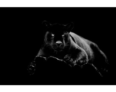 Classy Art Black Panther Glass Art 40 X 60