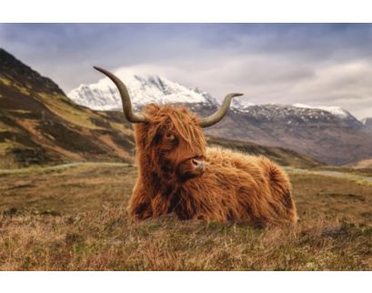 Classy Art Highland Cow Glass Art 40 x 60