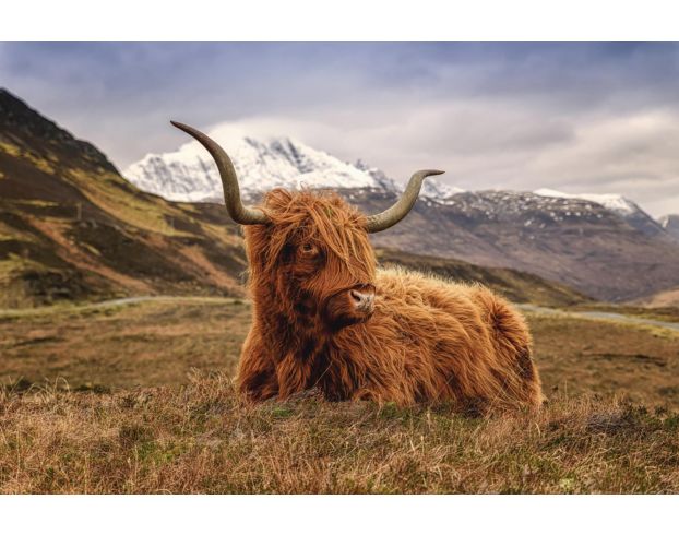 Classy Art Highland Cow Glass Art 40 x 60 large image number 1