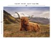 Classy Art Highland Cow Glass Art 40 x 60 small image number 2