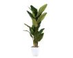 D & W Silks, Inc 8-FT Banana Tree in White Metal small image number 1