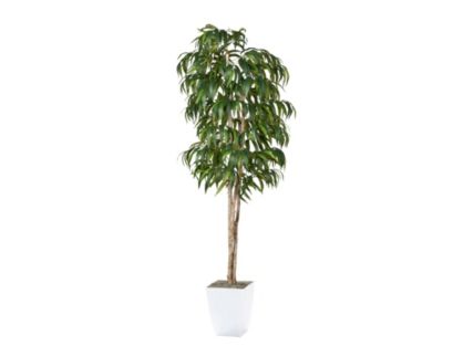 D & W Silks, Inc 8-Foot Weeping Ficus in White Metal Pot