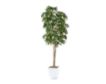 D & W Silks, Inc 8-Foot Weeping Ficus in White Metal Pot small image number 1