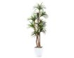 D & W Silks, Inc 8-Foot Dracaena Tree small image number 1