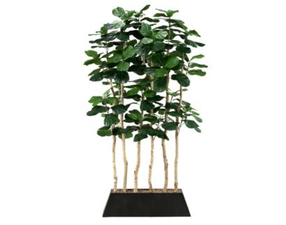 D & W Silks, Inc 7-Foot Fiddle Leaf Fig Screen in Rectangle Planter