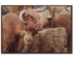 Streamline Art 30x45 Highland Under Cover Wall Art small image number 1