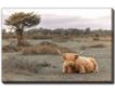 Streamline Art Highland Cow II 30 X 45 Canvas small image number 1