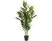 Uma 61-Inch Chinese Evergreen Tree with Black Pot small image number 1