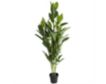 Uma 61-Inch Chinese Evergreen Tree with Black Pot small image number 4