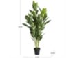 Uma 61-Inch Chinese Evergreen Tree with Black Pot small image number 5