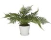 Uma Fern Plant 19-In small image number 1