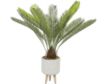 Uma Sago Palm Plant 43-In small image number 1