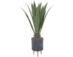 Uma Agave Plant 25-In small image number 1